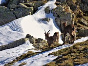 63 Anche gli stambecchi pestano la prima neve